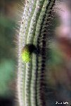 Cleistocactus viridiflorus RCB397 Consata, Bolivia, 3380m alt. ©JL Cleistocactus viridiflorus RCB397 Consata, Bolivia, 3380m alt.