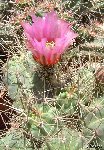 Echinocereus cinerascens ehrenbergii Los Venados Dscf1542 Echinocereus cinerascens ssp. ehrenbergii Los Venados, Hidalgo, Mexico JLcoll.1272