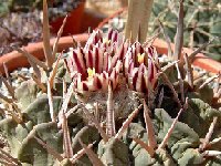 Echinofossulocactus coptonogonus JLcoll.1322  Echinofossulocactus coptonogonus FA