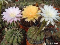 - Echinopsis mix ©JLcoll Echinopsis mix old seeds 0.1€ 200 seeds