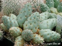 Maihueniopsis minuta mandragora, La Quiaca, Jujuy, Argentina ©Juergen Menzel Maihueniopsis minuta mandragora, La Quiaca, Jujuy, Argentina †