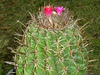 13  Melocactus lobelii barquemiseto.  Melocactus curvispinus v. lobelii (Barquisimeto, Venezuela) JB