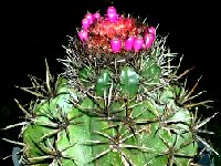 Melaocactus bahiensis AHB55 Rio Branco Bahia BR  Melaocactus bahiensis AHB55 Rio Branco Bahia Brazil JB