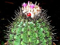 Melocactus SP de Herdt JB   Melocactus sp De Herdt ex GD 210-09 (JB)