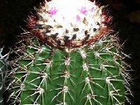 Melocactus andinus ©Jean Bénézet ex JL  Melocactus andinus (Venezuela) JB