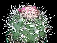 Melocactus bahiensis ssp acispinosus HU258a Jacobina, Bahia, Brazil ©Jean Bénézet  Melocactus bahiensis ssp acispinosus HU258a Jacobina, Bahia, Brazil exJB