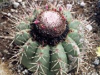 Melocactus bahiensis ssp. amethystinus Bahia, Brazil ©JL  Melocactus bahiensis ssp. amethystinus HU572 Ituaçu, Bahia, Brazil