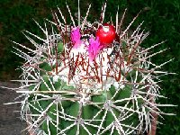 Melocactus bozsingianus ©Jean Bénézet  Melocactus bozsingianus (Bushiribana, Aruba) JB