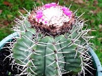 Melocactus concinnus ©JB coll  Melocactus concinnus JB