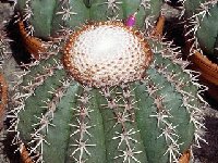 Melocactus conoideus ©JLcoll.3155  Melocactus conoideus JB (hort.)