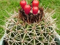 Melocactus curvispinus obtusipetalus aff. J.B.13 Garzón, Huila ©JB coll  Melocactus curvispinus v. obtusipetalus J.B. ex GD13 (Garzón, Huila, Colombia)