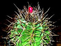 Melocactus curvispinus sp BB 99-427  Venezuela Isla Margarita Punta arenas  (JPG (2)  Melocactus curvispinus BB 99-427 Isla Margarita Punta arenas, Venezuela †