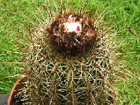 Melocactus curvispinus ssp dawsonii (Mexico) ©JB  Melocactus curvispinus ssp. dawsonii JB (Mexico)