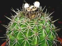 Melocactus curvispinus ssp ruestii (fruits blancs) ©JB  Melocactus curvispinus ssp ruestii (white fruits blancs) JB