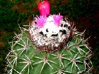 Melocactus curvispinus v. loboguereroi ©Jean Bénézet  Melocactus curvispinus v. loboguerreroi (Peru) JB