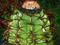 Melocactus diersanus Montes claros Minas Gerais Brésil  Melocactus diersanus Montes claros Minas Gerais Brazil †