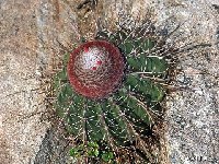 Melocactus ernestii JL86026 Riacho de Jacuipe, Bahia, Brazil ©JLcoll  Melocactus ernestii JL86026 Riacho de Jacuipe, Bahia, Brazil †