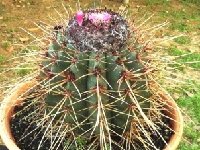 Melocactus ernestii ssp mulequensis ©JB  Melocactus ernestii ssp mulequensis JB HU122 Muleque, E. of Caitite, Bahia, Brazil