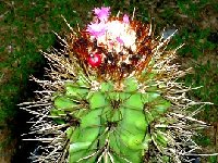 Melocactus harlowii JB  Melocactus harlowii CU JB