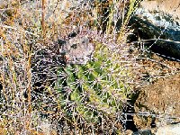 Melocactus holguinensis, Holguin, Cu ©JL  Melocactus holguinensis, La Palma, Holguin, Cu JB