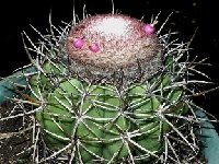 Melocactus lanssensianus JB ex HU474  Melocactus lanssensianus JB ex HU474 Caetés, Pernambuco, Brazi) †