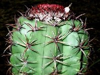 Melocactus levitestatus ©JB  Melocactus levitestatus (uebelmannii) HU528 Rio Sao Francisco, Bahia, Brazil JB