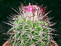 Melocactus macracanthos barbarae - AHB40 (Aruba) JB  Melocactus macracanthos barbarae JB ex AHB40 (Aruba) †