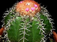 Melocactus matanzanus ©Jean Bénézet  Melocactus matanzanus FA †