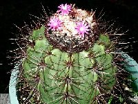 Melocactus neomontanus (Lecinho de Almerido-Caitité, Bahia, Brasil)  Melocactus neomontanus Lecinho de Almerido-Caitité, Bahia, Brasil JB