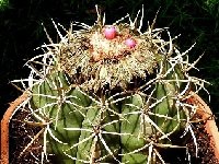 Melocactus neryi (Rio araça -affluent du Rio negro) Amazonas Br ©JB coll  Melocactus neryi Rio Araça -affluent du Rio Negro Amazonas, Brazil JB