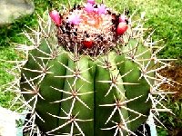 Melocactus neryi v. schulzianus Voltzberg Inselberg, Surinam ©Jean Benezet  Melocactus neryi v. schulzianus Voltzberg Inselberg, Surinam JB