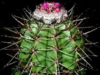 Melocactus oreas ©Jean Bénézet  Melocactus oreas HU436, Milagres, Bahia Brazil JB