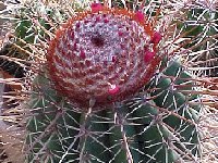 Melocactus oreas rubrisaetosusl.4852  Melocactus oreas v. rubrisaetosus GD204 ex HU137 Milagres, Itaberaba, Bahia, Brazil