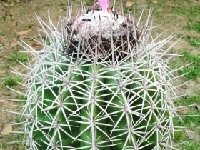 Melocactus peruvianus canetensis ©JB  Melocactus peruvianus ssp. canetensis JB (Cañete, Peru)