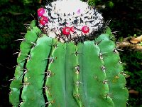 Melocactus pescaderensis COLOMBIA JB  Melocactus schatzlii ssp. chicamochensis (Colombia) (ex pescaderensis) JB