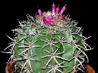 Melocactus salvadorensis JL 86032 (Vila Fatima, MG BR)  Melocactus salvadorensis JL 86032 Vila Fatima, Minas Gerais, Brazil†