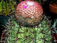 Melocactus sp zehntneri aff. GHH372 Sud de Pedra Furada Pernambuco Brazil  Melocactus sp zehntneri aff. GHH372 S. Pedra Furada Pernambuco Brazil ex JB