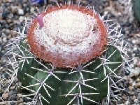 Melocactus violaceus ©JL3259  Melocactus violaceus HU237 (Araruama,Brazil) JB