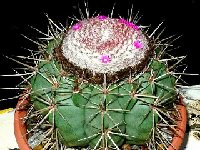 Melocactus violaceus melocactoides ©Jean Bénézet  Melocactus violaceus (melocactoides) JB