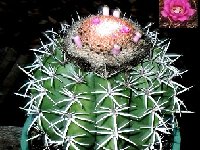 Melocactus zehntneri v. helvolilanatus HU444 Simplicio Mendez, Piauí, Brazil ©JB  Melocactus zehntneri v. helvolilanatus HU444 Simplicio Mendes, Piauí, Brazil †