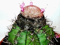 Melocactus zehntneri v. macrodiscus ©JB  Melocactus zehntneri v. macrodiscus JB