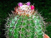 Melocactus-SP JB22.01   Melocactus sp JB 22.01