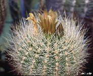 Neoporteria eriosyzoides H -008 Neoporteria eriosyzoides RCPB 221.01 N. Incahuasi Atacama, Chile FA