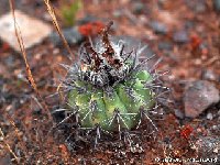 Neoporteria trapichensis GM PA210410 Neoporteria subikii v. trapichensis n.n. (Chile) FA †