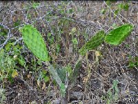 Opuntia decumbens aff.pulpe rouge El Retiro, Oax JL DSC 9757  Opuntia decumbens aff. red pulp, El Retiro, Oaxaca JL9757 (few quantity)