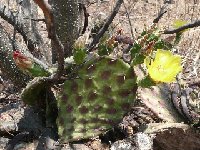 Opuntia decumbens Coxcatlan, Puebla CA  Opuntia decumbens JL coll.