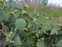 Opuntia huajuapensis cf. Cuicatlan-Tehuacan Rte190, Oax JL DSC 9863  Opuntia huajuapensis cf. Cuicatlan-Tehuacan Rte190, Oaxaca JL9821