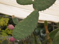 Opuntia tomentosa cf. (spiny) JL6447  Opuntia tomentella (a spiny tomentosa) JL6446-49