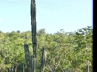 Pachycereus grandis Pochutla-Santiago Astata, Oax JL DSC 9708  Pachycereus grandis Pochutla-Santiago Astata, Oaxaca JL9718 (few quantity)