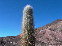 Trichocereus atacamensis ssp. pasacana, Los Cardones, Arg L1020683  Trichocereus atacamensis ssp. pasacana ex Cactus Bolivia J.Ramirez